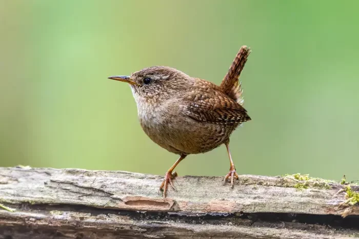 Kleiner Zaunkönig ganz groß