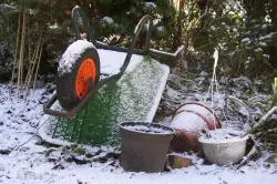 Winter ade: Tipps vom Gartenbauexperten